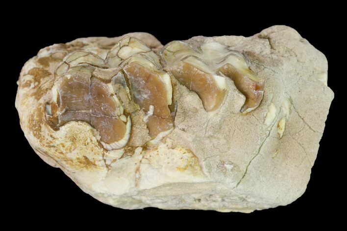 Oreodont (Merycoidodon) Jaw Section - South Dakota #146354